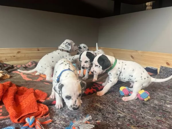 CUCCIOLI DALMATA con PEDIGREE | Foto 1