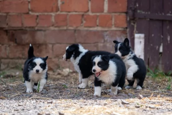 Cuccioli di Border Collie con pedigree | Foto 0
