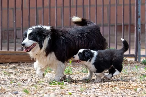 Cuccioli di Border Collie con pedigree