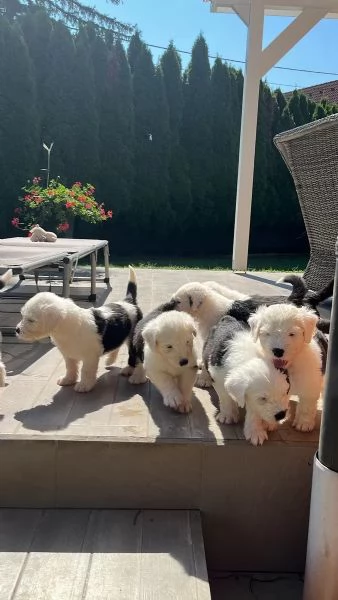 Bellissimi cuccioli Bobtail, altissima genealogia
