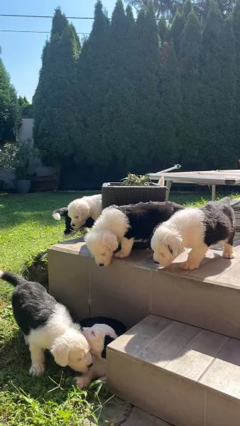 Tre Bellissimi cuccioli Bobtail, altissima genealogia(M/F)