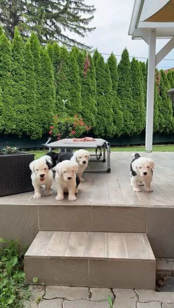 Tre Bellissimi cuccioli Bobtail, altissima genealogia(M/F) | Foto 1