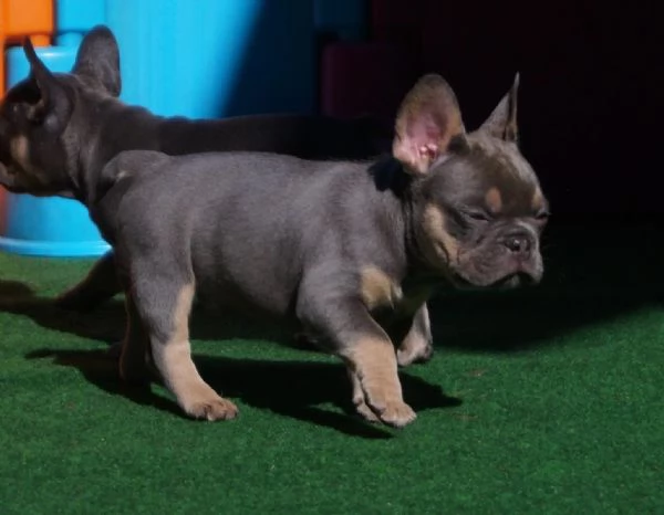 Bouledogue francese di tre mesi [hidden] dispone ... | Foto 2