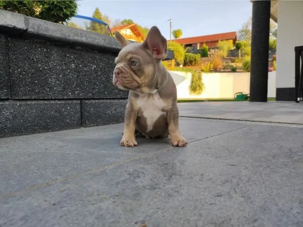 Bouledogue francese di tre mesi [hidden] dispone ... | Foto 0