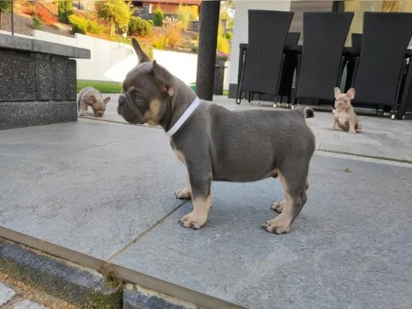 Bouledogue francese di tre mesi [hidden] dispone ...