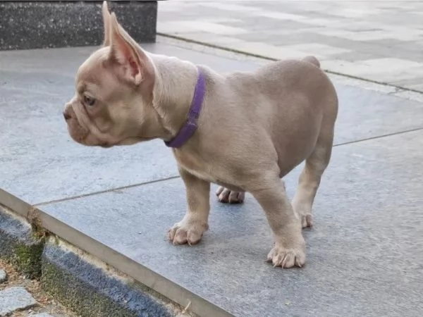 CUCCIOLI BOULDOGUE FRANCESE | Foto 1