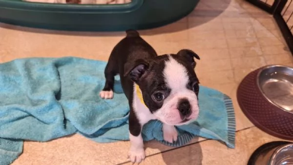 Meravigliosa cucciolata di Boston Terrier | Foto 3