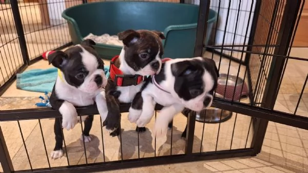 Meravigliosa cucciolata di Boston Terrier | Foto 1