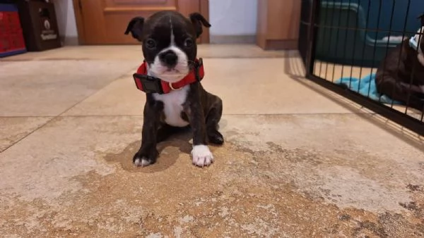 Meravigliosa cucciolata di Boston Terrier | Foto 0