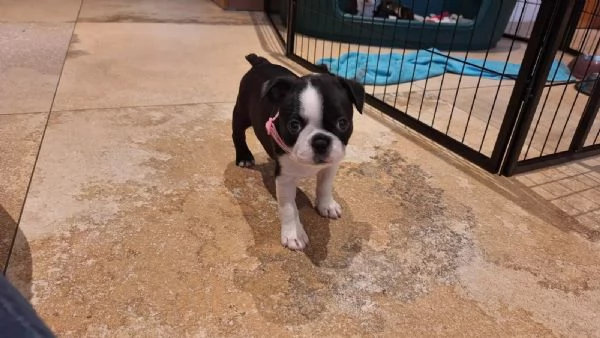 Meravigliosa cucciolata di Boston Terrier