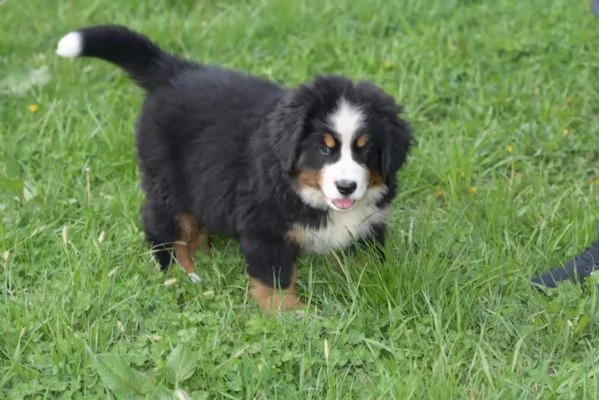 BOVARI DEL BERNESE - CUCCIOLI ALTISSIMA GENEALOGIA | Foto 0