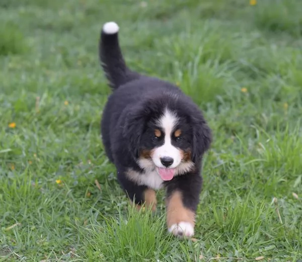 Disponibili  Cane Bovaro del Bernese. Maschi e femm... | Foto 1