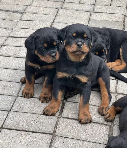 ROTTWEILER CUCCIOLI (MASCHIO E FEMMINA) | Foto 1
