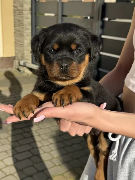 ROTTWEILER CUCCIOLI (MASCHIO E FEMMINA) | Foto 0
