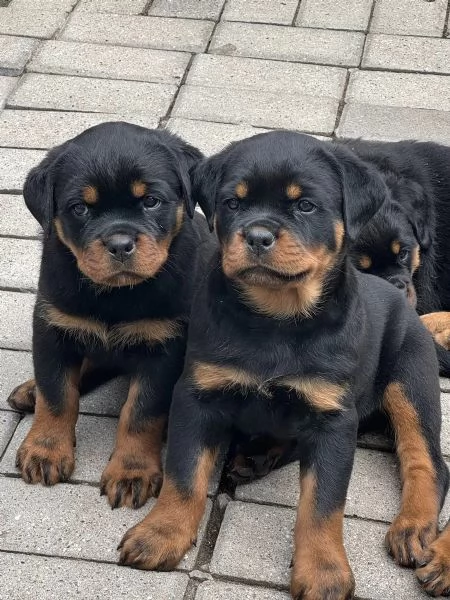 ROTTWEILER CUCCIOLI (MASCHIO E FEMMINA)