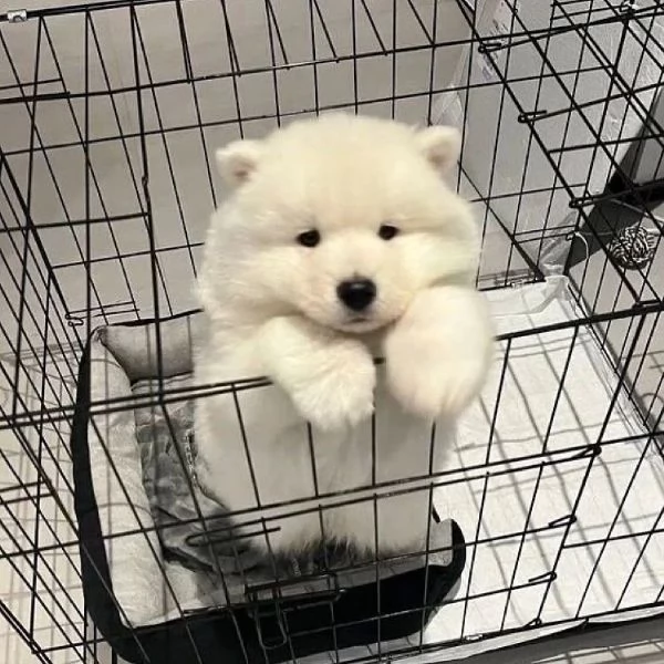 Disponibili cuccioli Samoiedo (3 ) | Foto 2