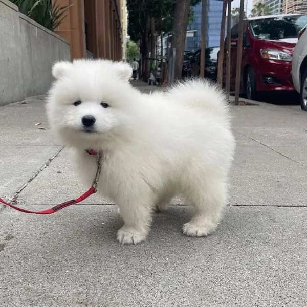 Disponibili cuccioli Samoiedo (3 ) | Foto 0