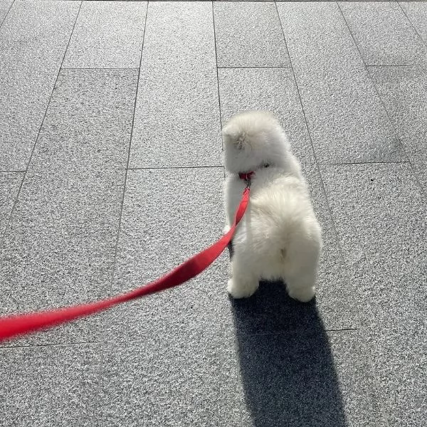 Bellissimi cuccioli Samoiedo Cuccioli di razza | Foto 1