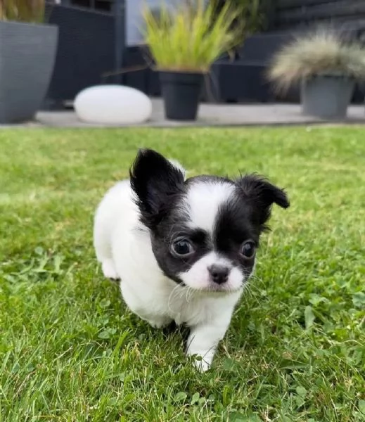 Cuccioli di chihuahua con pedigree enci | Foto 0