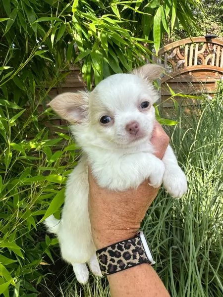 Adorabili cuccioli di chihuahua a pelo corto | Foto 2