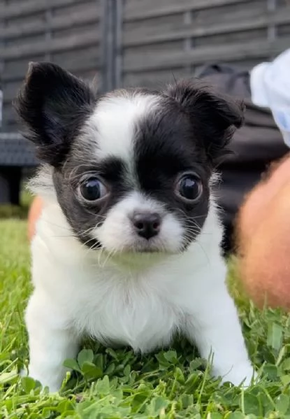 Adorabili cuccioli di chihuahua a pelo corto | Foto 1
