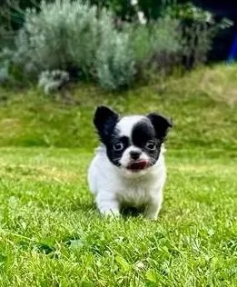 3 Cuccioli di chihuahua con pedigree enci