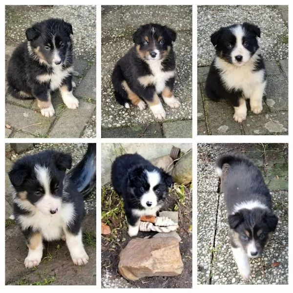 Cucciolo di altissima genealogia Border Collie | Foto 1