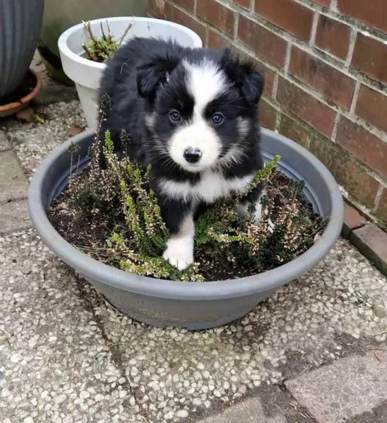 Cucciolo di altissima genealogia Border Collie | Foto 0