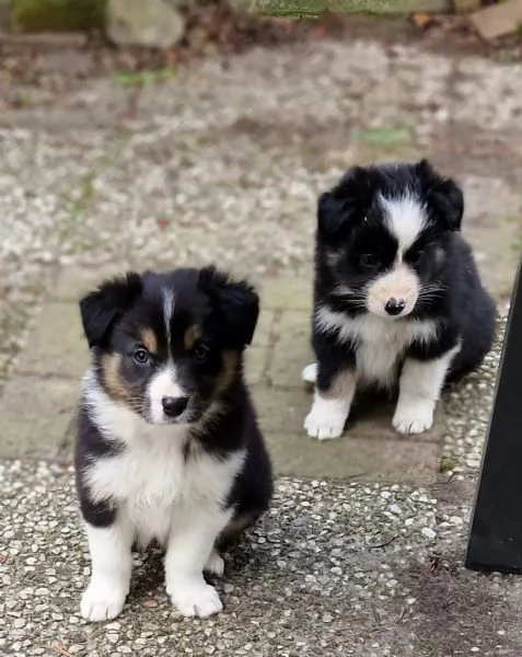 Cucciolo di altissima genealogia Border Collie