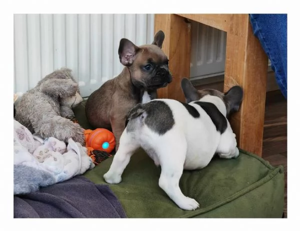 Cuccioli di  Bouledogue Francese | Foto 2