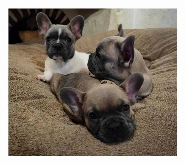 Cuccioli di  Bouledogue Francese