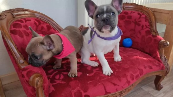 Eccezionali cuccioli di bouledogue francese maschio e femmina  | Foto 1