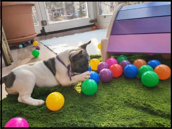 Eccezionali cuccioli di bouledogue francese maschio e femmina  | Foto 0