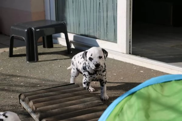 CUCCIOLI DALMATA con PEDIGREE | Foto 2