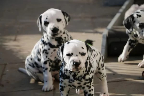 CUCCIOLI DALMATA con PEDIGREE | Foto 0