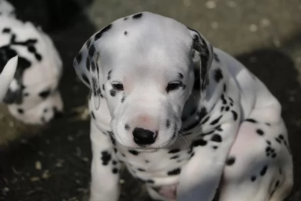 Disponibili cuccioli dalmata | Foto 1