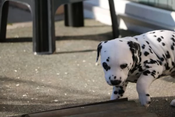 Disponibili cuccioli dalmata