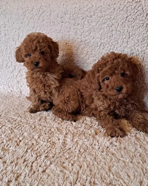 Barboncino nano nero maschio e femmina | Foto 3