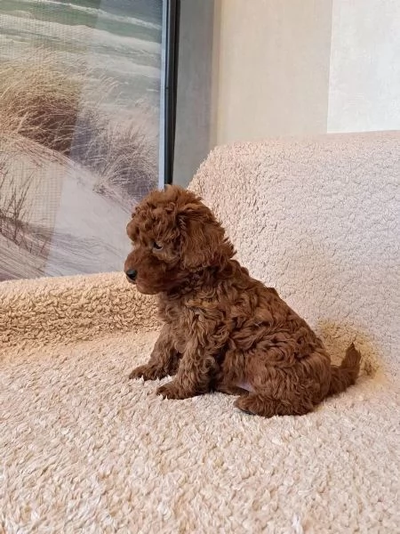 Barboncino nano nero maschio e femmina | Foto 2