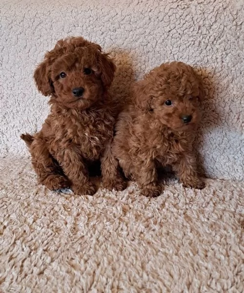 Barboncino nano nero maschio e femmina | Foto 0