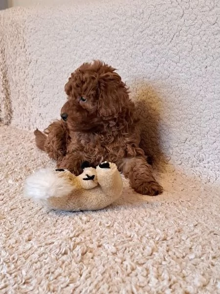 Cuccioli Barboncino maschio e femmina | Foto 1