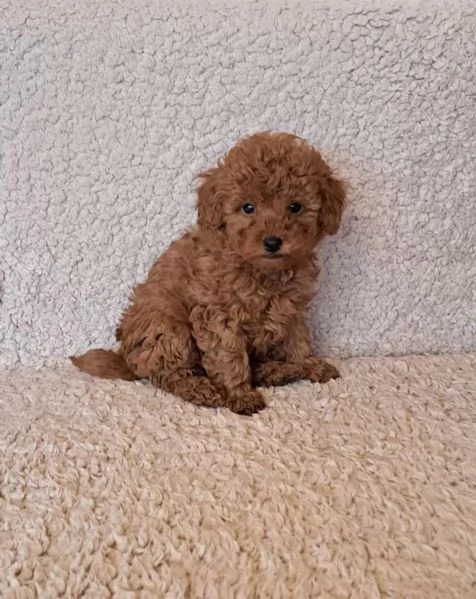 Cuccioli Barboncino maschio e femmina