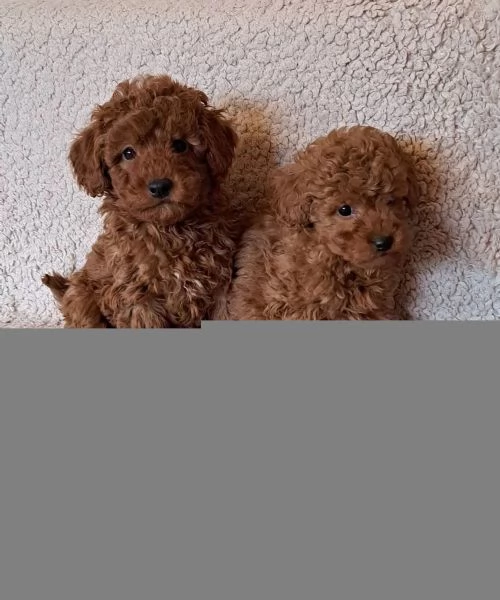 Dolcissimi e rarissimi cuccioli di barboncino bianco eccezionale | Foto 1