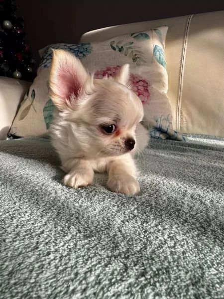 Chihuahua di razza pura, maschi e femmine, bianchi come la neve | Foto 1