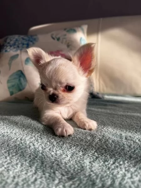 Chihuahua di razza pura, maschi e femmine, bianchi come la neve | Foto 0