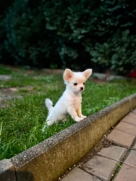 Chihuahua di razza pura, maschi e femmine, bianchi come la neve