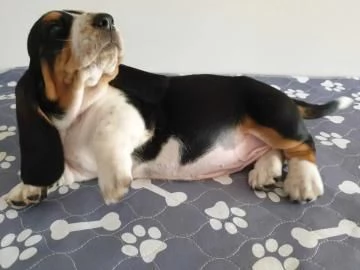 SPLENDIDI  CUCCIOLI DI BASSETHOUND | Foto 0