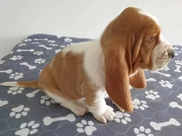 KUCCIOLI DI BASSETHOUND | Foto 1