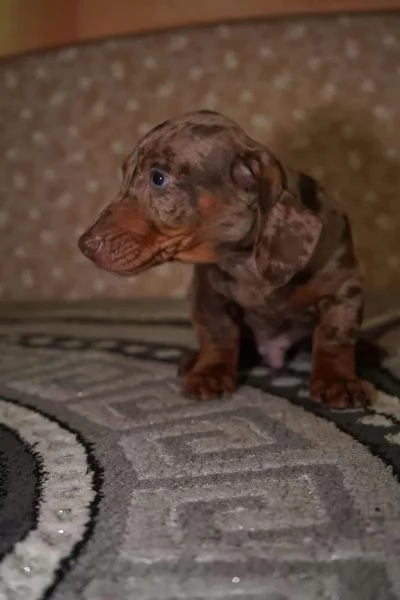 Cuccioli di bassotti disponibili Bassotti cuccioli | Foto 1