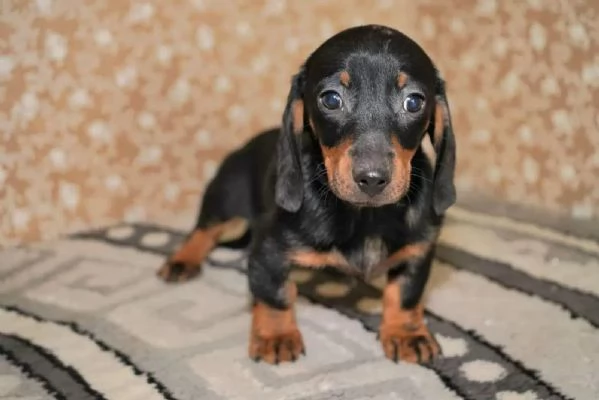 Cuccioli di bassotti disponibili Bassotti cuccioli | Foto 0